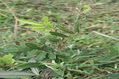 Tephrosia tinctoria